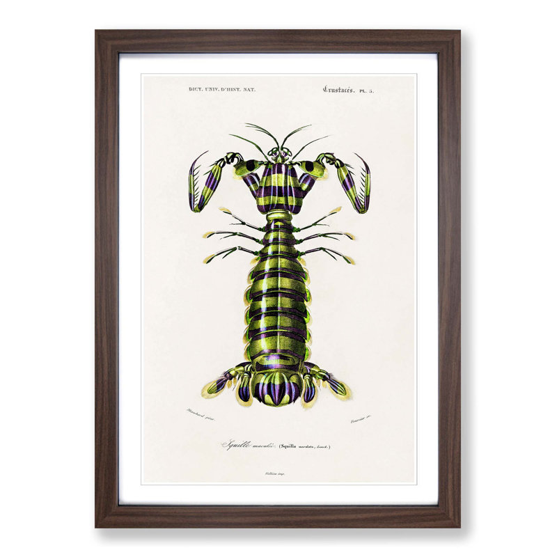 Giant Mantis Shrimp by Charles D'Orbigny - Framed Print, 65cm H x 48cm W x 2cm D, Walnut Framed