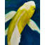 Peinture murale Koi Fish Water Lily-1348477269