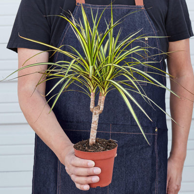 House Plant Shop Live Dracaena Plant