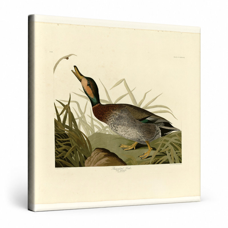Bemaculé canard, plaque 338 (1838) - art mural carré sur toile, 12" W x 12" H