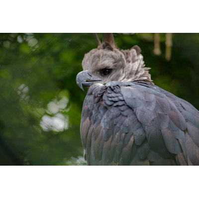 «Harpy Eagle» par Lues01 - Photographie sur toile tendue