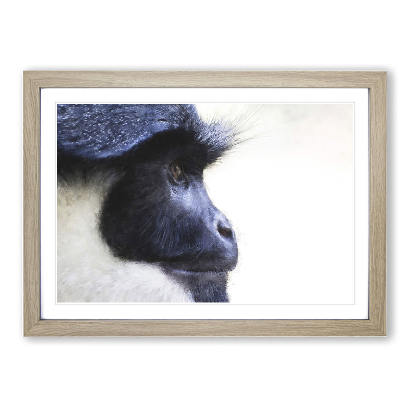 Colobus Monkey - Picture Frame Graphic Art, Oak Framed, 36cm H x 48cm W x 2cm D