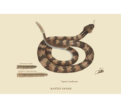 " Rattlesnake " by Catesby Catesby