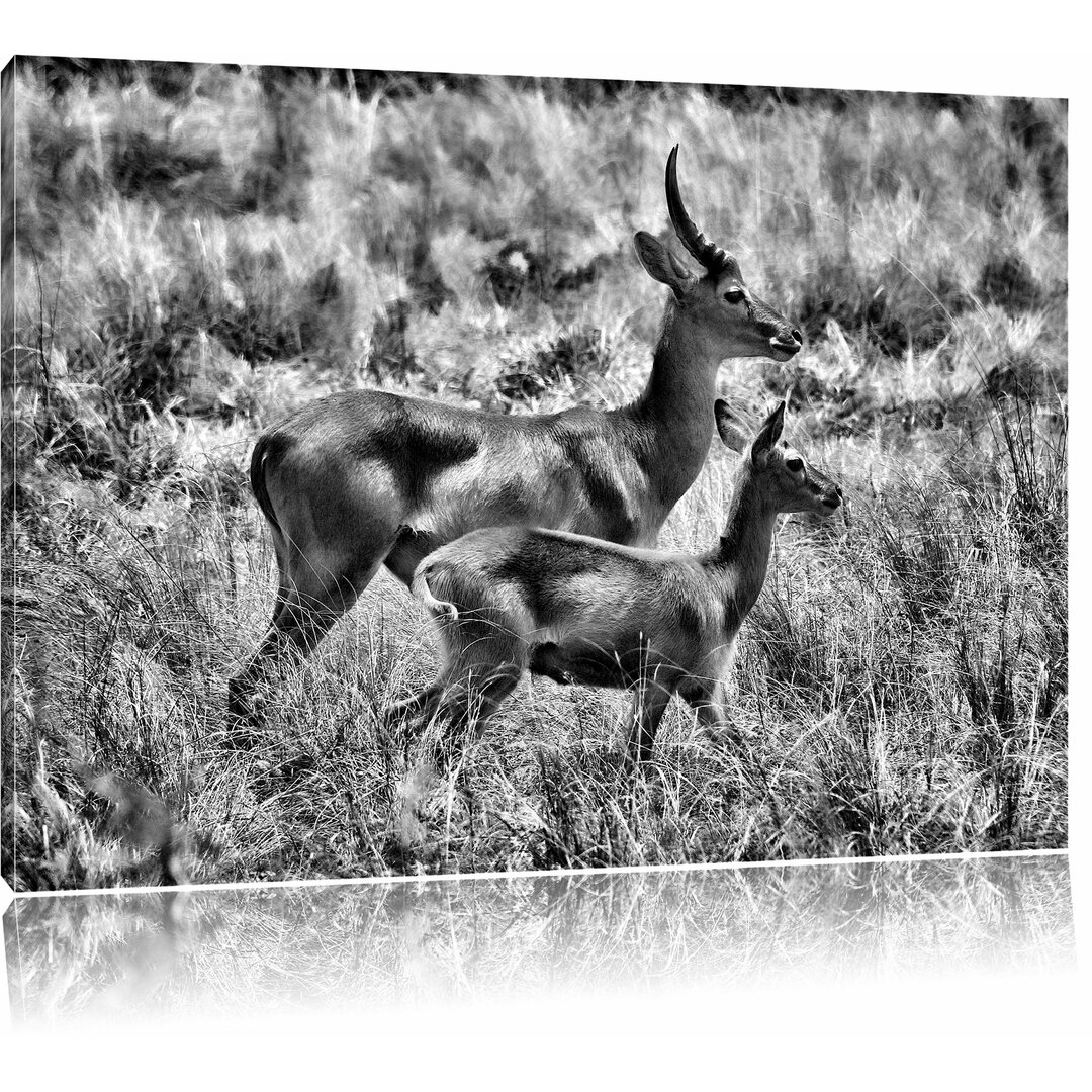 Leinwandbild Dorkasgazelle mit Jungtier in Monochrom