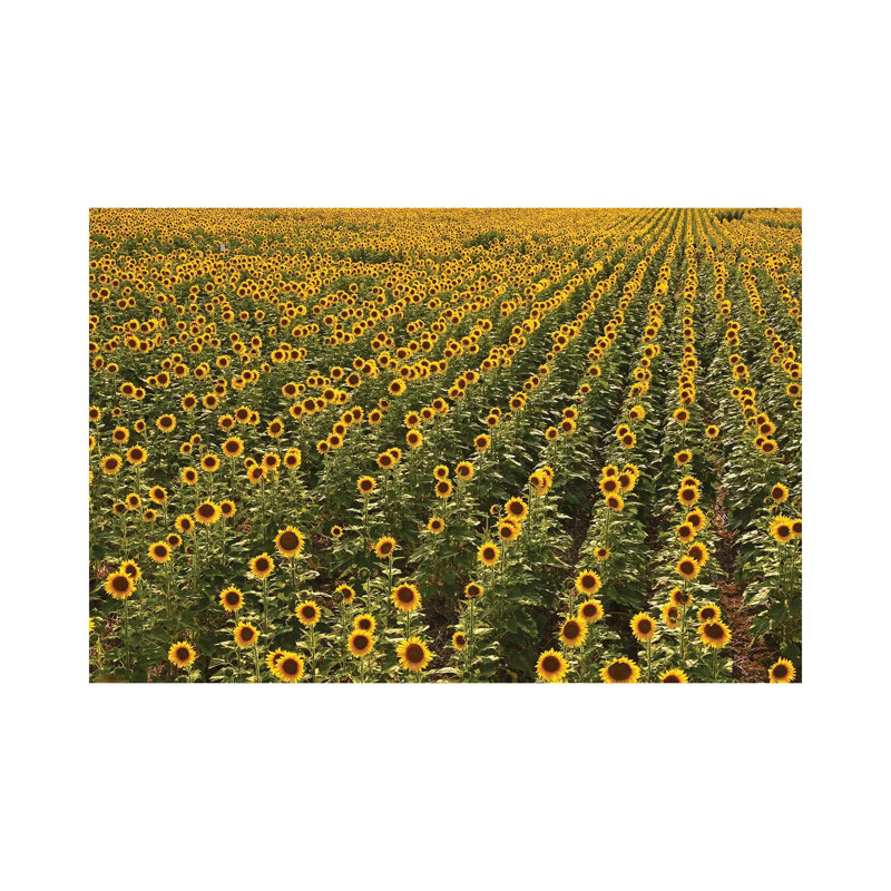Kansas Sunflower Field by Brian Wolf - Wrapped Canvas Print, 20.32 cm H x 30.48 cm W