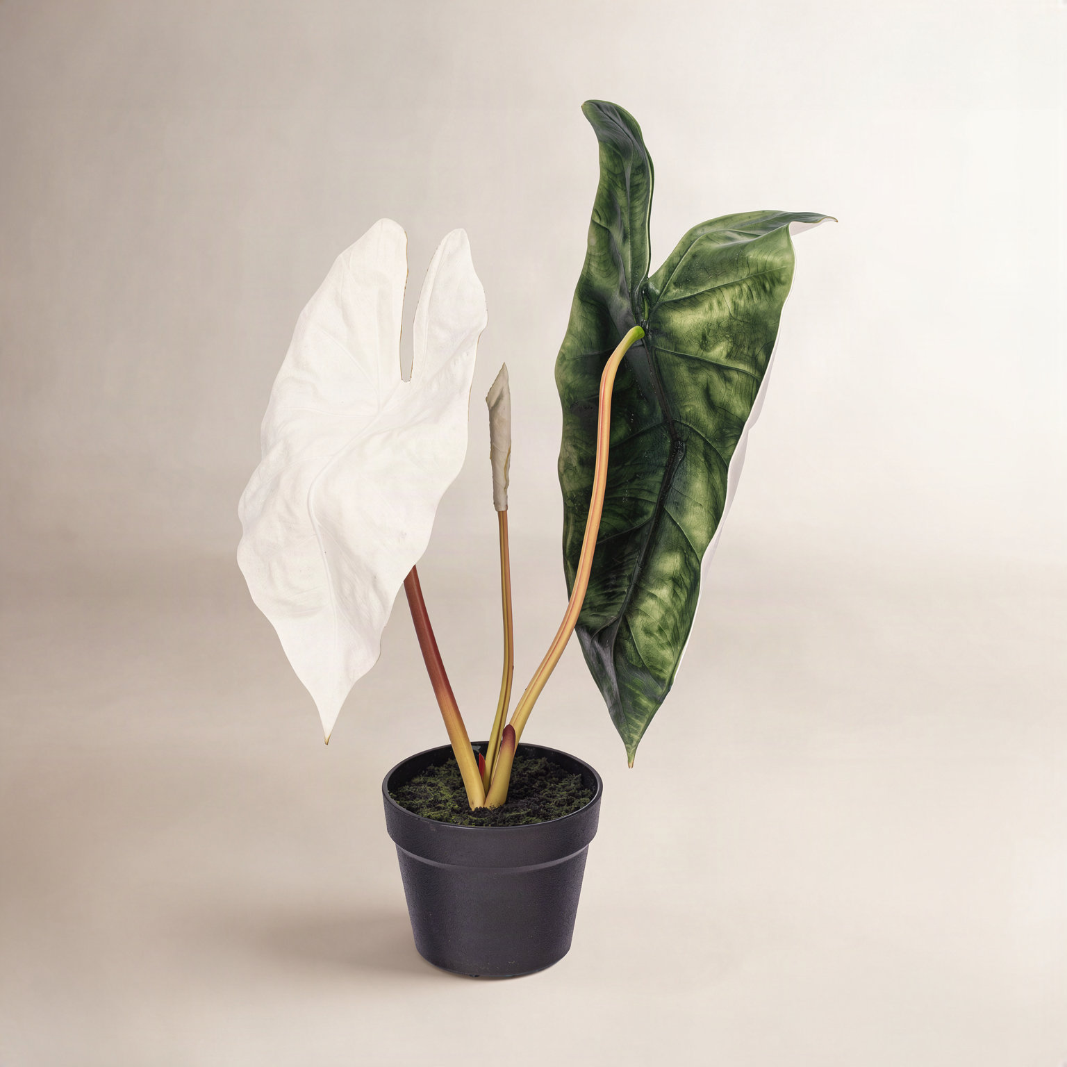 26"  Alocasia Sanderiana Potted Plant