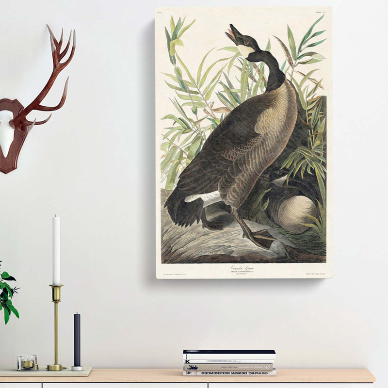 Canada Goose by John Audubon - Wrapped Canvas Painting, 50cm H x 35cm W x 3cm D