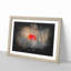 Red Poppy Flower - Picture Frame Graphic Art-56876420-56876414