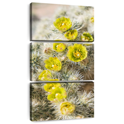 Silver Cholla Cactus
