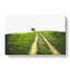 Path To A Lone Tree - Wrapped Canvas-56639291