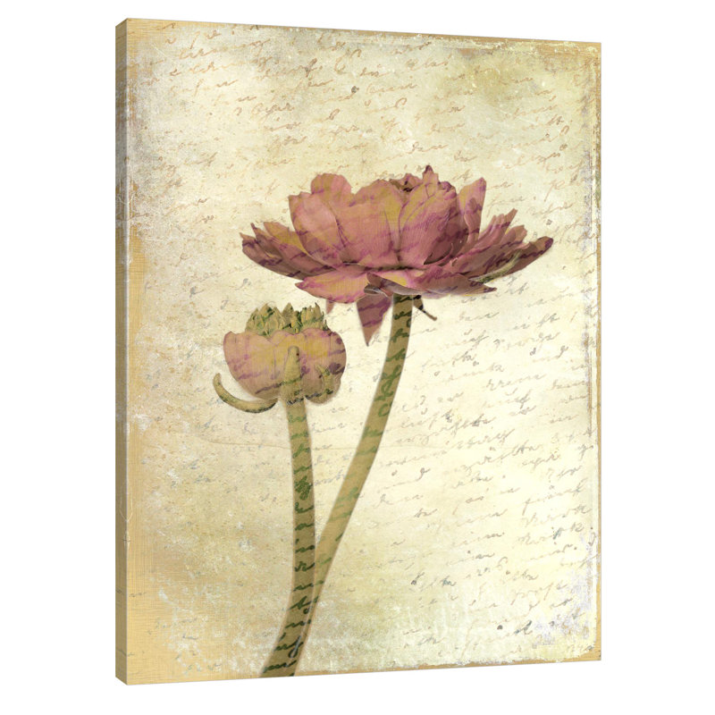 Ranunculus Bloom 1 by Kimberly Allen - Wrapped Canvas Print, 41cm H x 30cm W x 4cm D