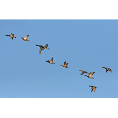 Wild Ducks by Jevtic - Wrapped Canvas Print