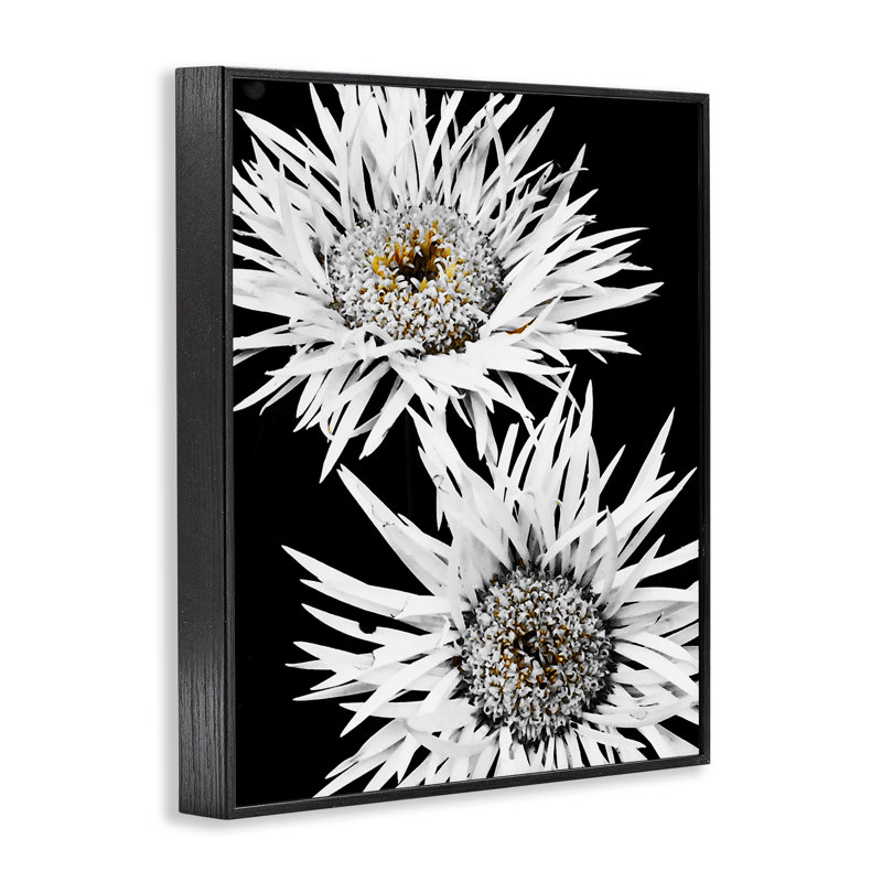 «Bold Contrast Flower Buds», estampe numérique encadrée par Heidi Bannon, H 20 po x l 16 po, Estampe numérique Farmhouse