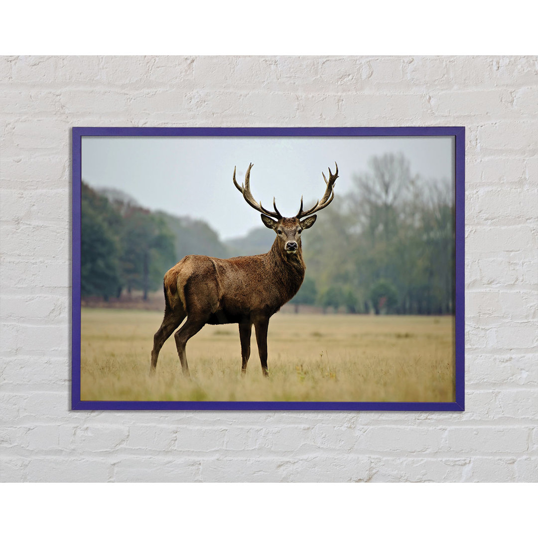 Mitre Red Deer Beauty - Einzelner Bilderrahmen Kunstdrucke