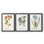 Nature imprimé Botanicals vii - impression sur mesure encadrée de qualité supérieure - 3 pièces-728451892-728451894