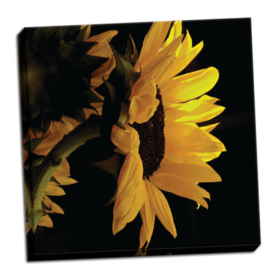 " Sunlit Sunflowers VIII " by Monika Burkhart