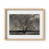 Baum Im Winter Print by Joseph Regan