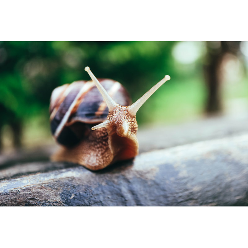 Spiral Shell. by Alice Fox - Wrapped Canvas Print, 30cm H x 46cm W x 3.8cm D