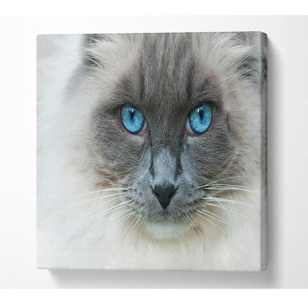 Ragdoll-Katzengesicht - Kunstdrucke auf Segeltuch