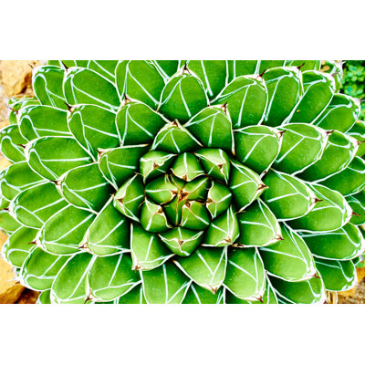 Flaxton Emerald Succulent Up Close - Wrapped Canvas Print