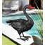 Cygne noir 18 po