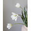 Yellow Orange Tulip 22.5"-875658672