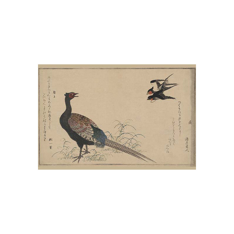 « faisan », reproduction d’art, 20 po x 30 p