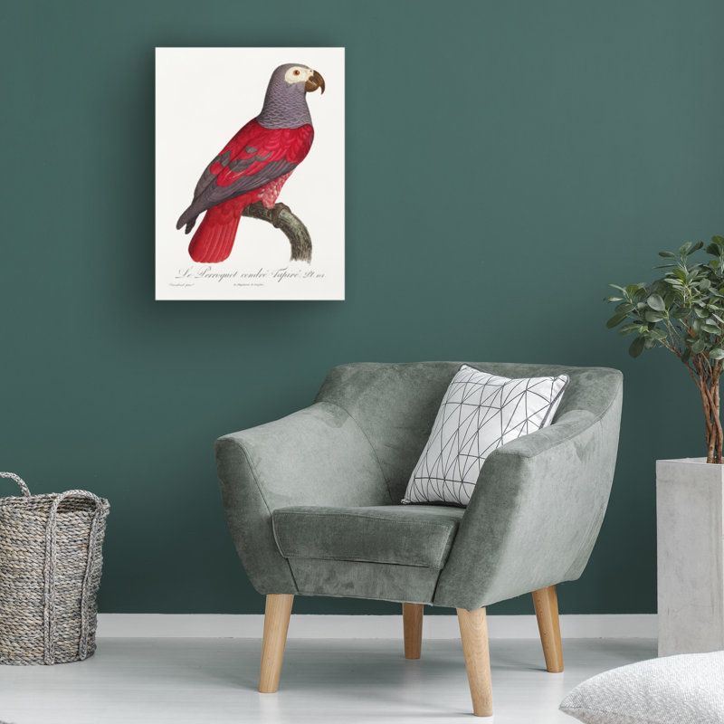 Bolognaise «Levaillant Parrot X» sur, H 19 po x l 14 po