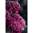 Fabric Mum Arrangement-22214107