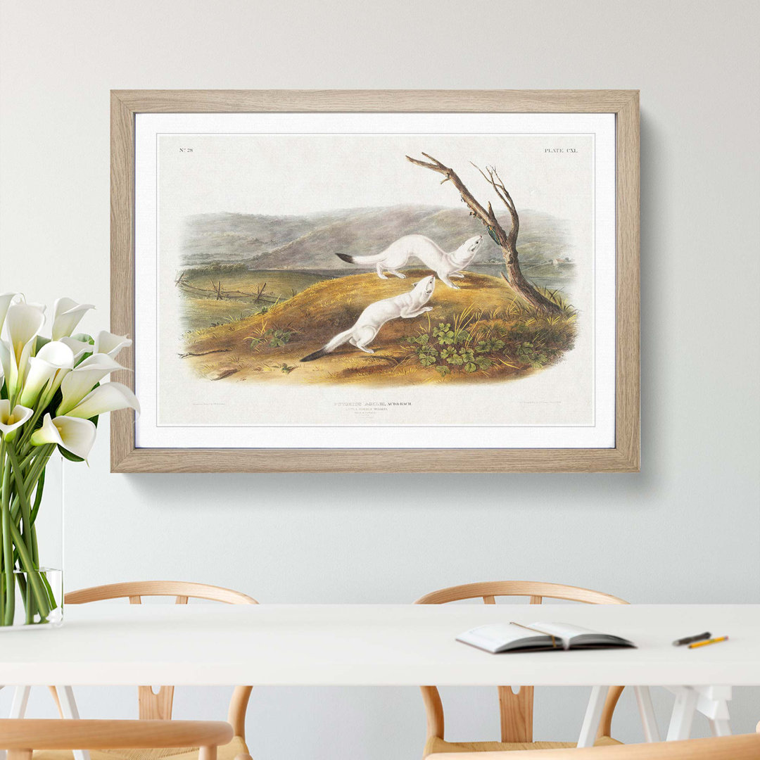 Little Nimble Weasels by J.W. Audubon - Picture Frame Painting Print