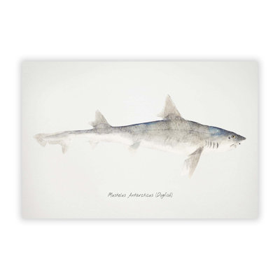 Illustration of a Dogfish by F.E. Clarke - Frameless Print