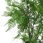 150cm Plant-2028658790