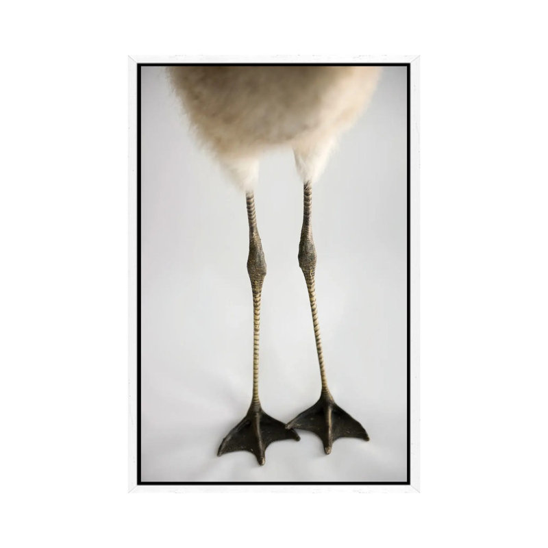 A Chilean Flamingo Chick's Feet At Houston Zoo by Joel Sartore - Gallery-Wrapped Canvas Giclée on Canvas