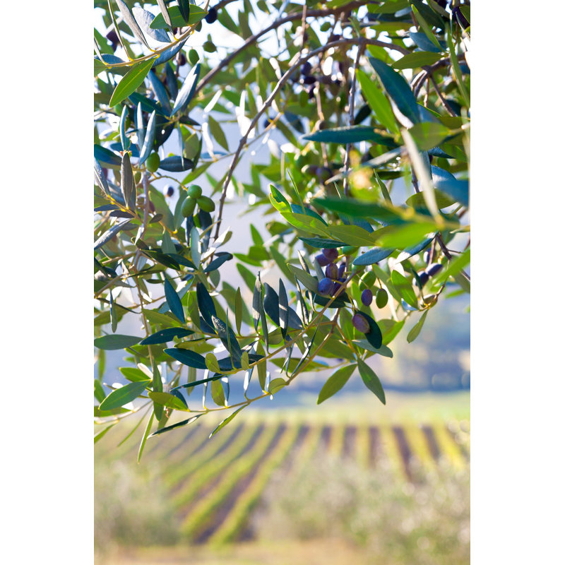 Olives and Vines - Picture Frame Photograph on Paper , 40" H x 28.5" W, White Framed