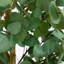 108 po Faux eucalyptus en pot