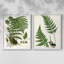 Impression encadrée Fern I-Premium - prête à être accrochée - aucun clou requis - aucun clou requis-107997870-107997874