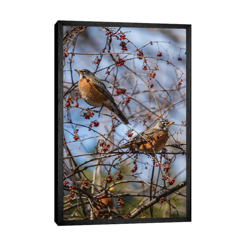 Spring Robins by David Gardiner - Print on Canvas, Black Framed, 101.6 cm H x 66.04 cm W