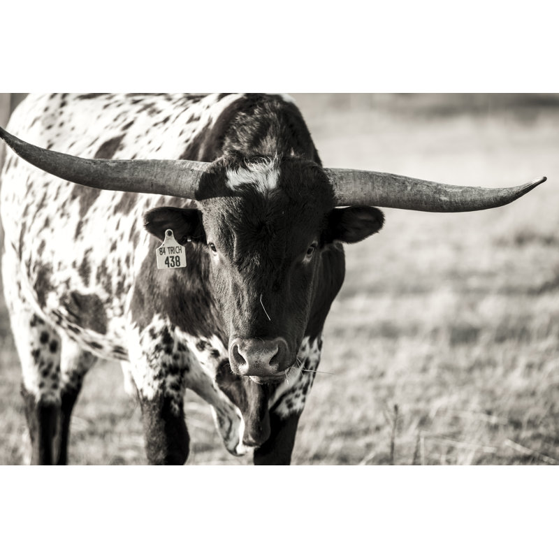 Longhorn Portrait by Tyler Stockton -  Photograph, 20 cm H x 30 cm W, Black Floater Framed