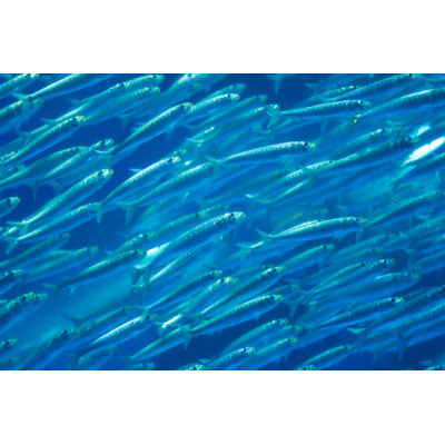 Harter Sardine by Y-studio - Wrapped Canvas Print