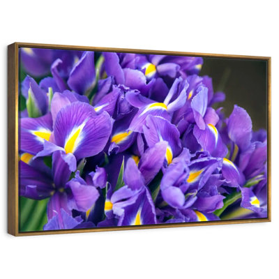 Violet iris
