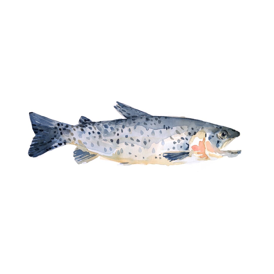 Leinwandbild Freckled Trout IV von Emma Scarvey