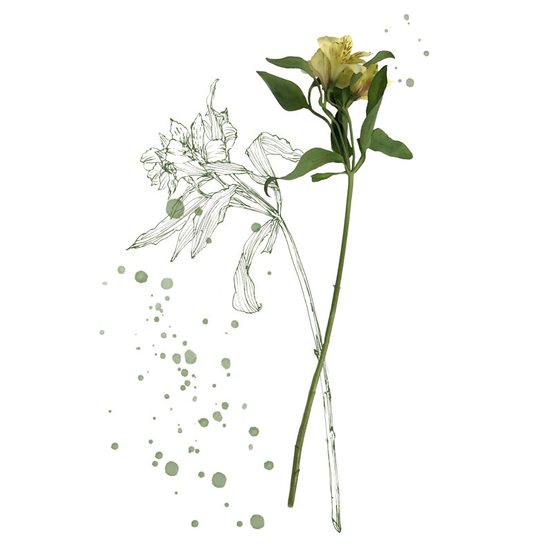 Botany Flower I - Graphic Art, 46 cm H x 30 cm W, Wrapped Canvas