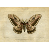 Crackled Canvas Moth II Print