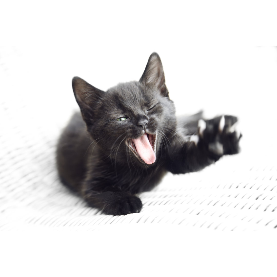 Niedliche schwarze Katze von Stocknroll - Drucken