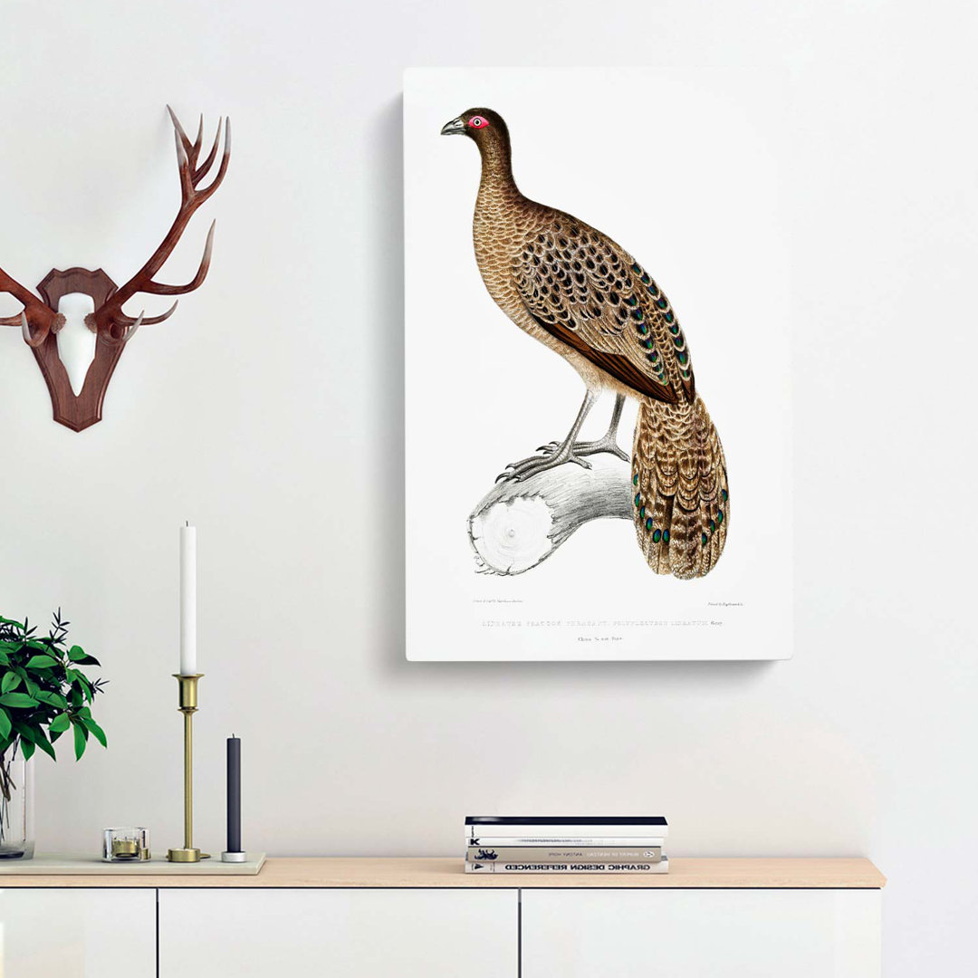 Lineated Peacock Pheasant Illustration by John Edward Gray - Wrapped Canvas
