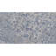 Tapis oriental gris clair Riverdale-2028960587