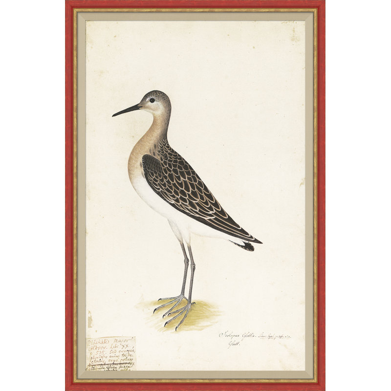 Peinture d'oiseaux du 18e siècle Re-Strikes VIII - Cadre simple