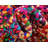 Cotton Indoor Rug-40282596