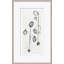 Garlic Giclee Print by Susan Hable