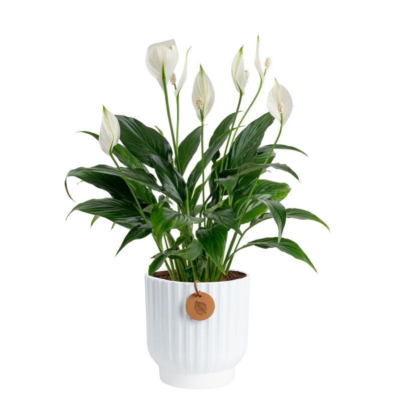 Peace Lily in Ceramic Planter